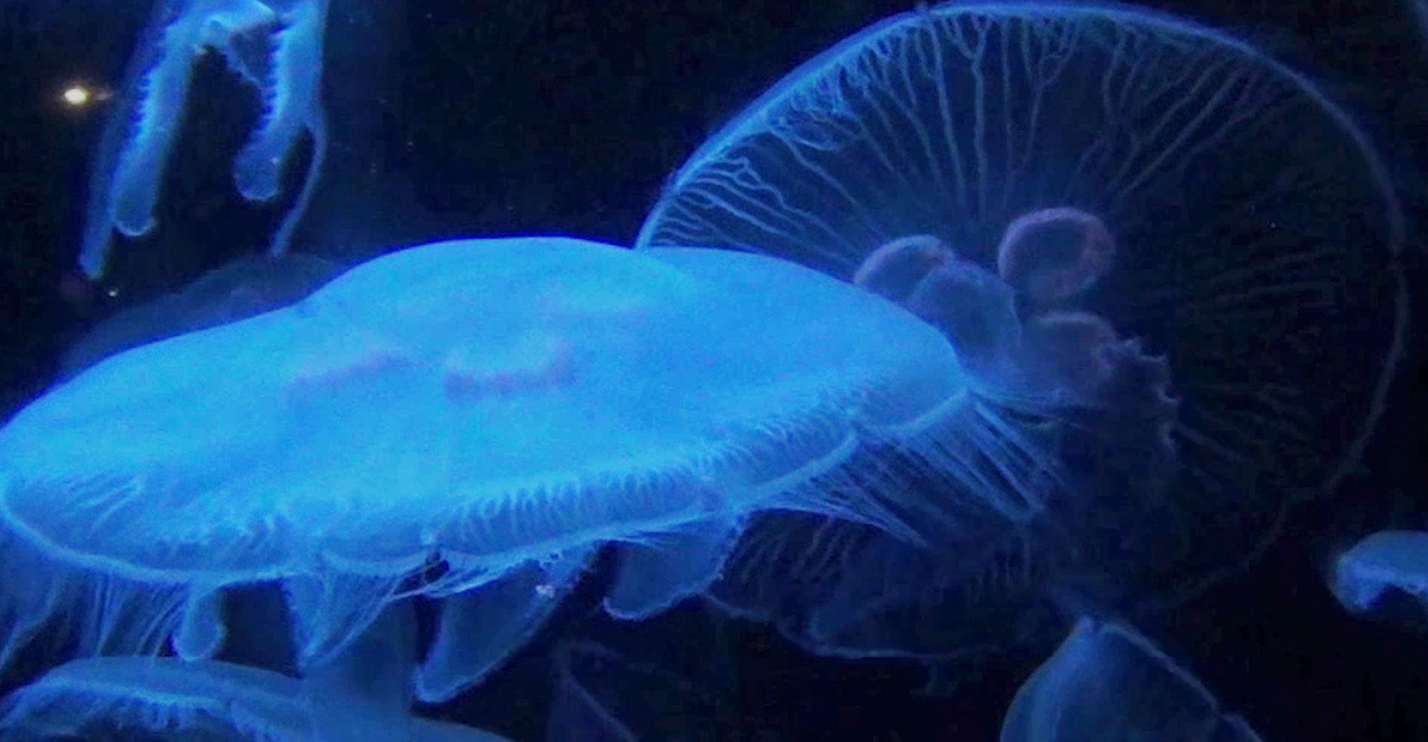 Кадр з фільму "Космос — це чимало різних речей". Середній план. Синя кольорова гама. Блакитні медузи виблискують у темно-синій воді.